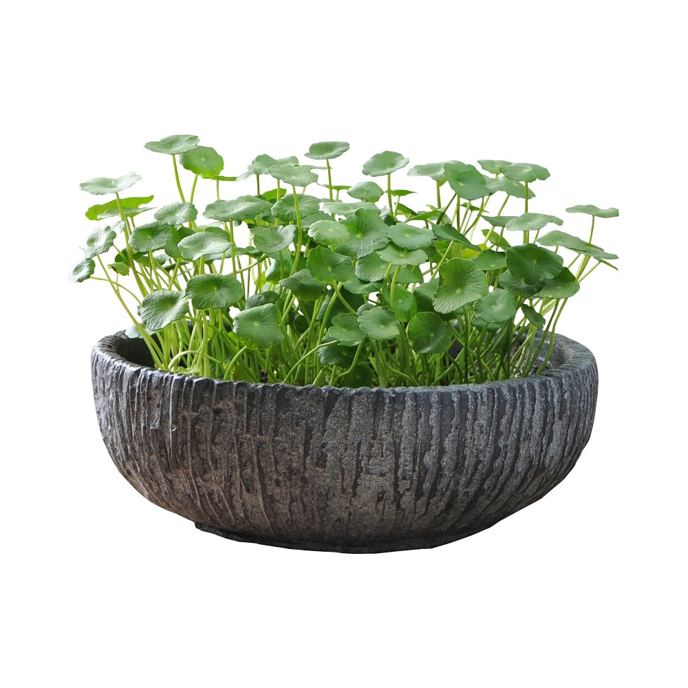 Round Concrete Planter Low Succulent Flower Pot window image