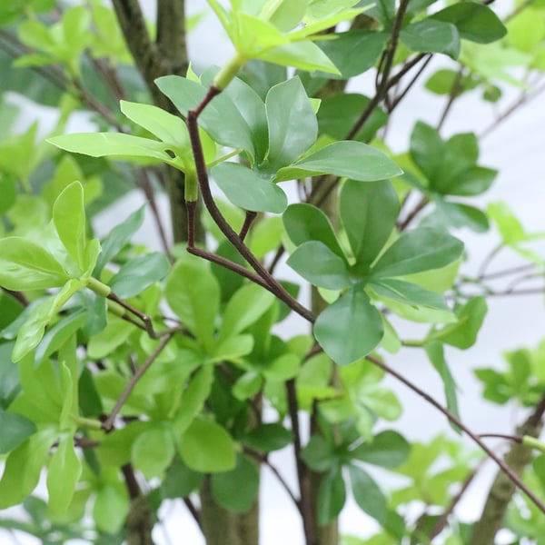 1200mm Artificial Enkianthus Perulatus 1 Piece Faux Indoor PlantsHomary