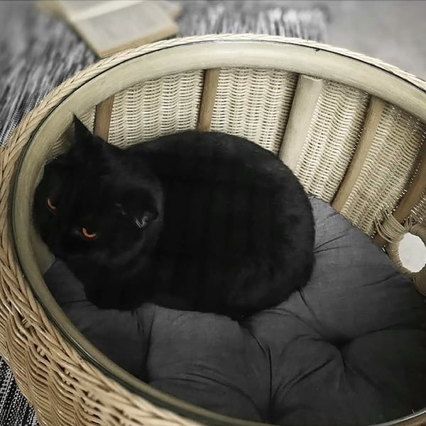 21.7" Beige Rattan End Table Cat Bed Round Clear Tempered Glass Table