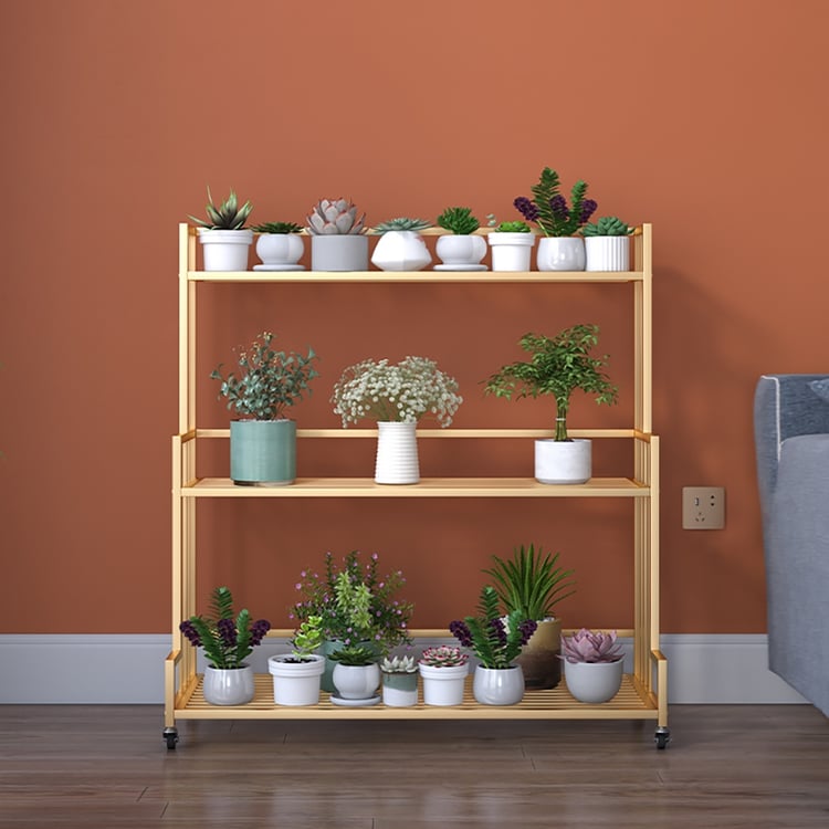 braided money tree care Money Tree Plants ‘Pachira aquatica’ 8