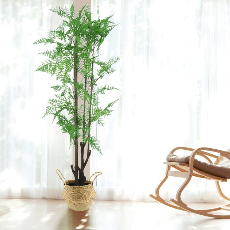 healthy money tree Money Tree main image 1